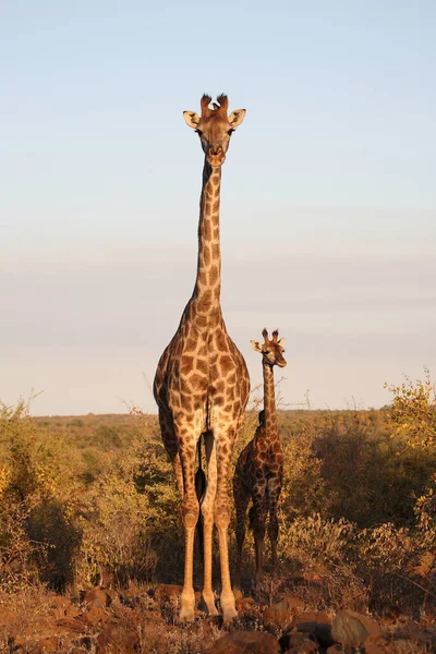 Giraffe Giraffe Giraffa Camelopardalis — Stockfoto