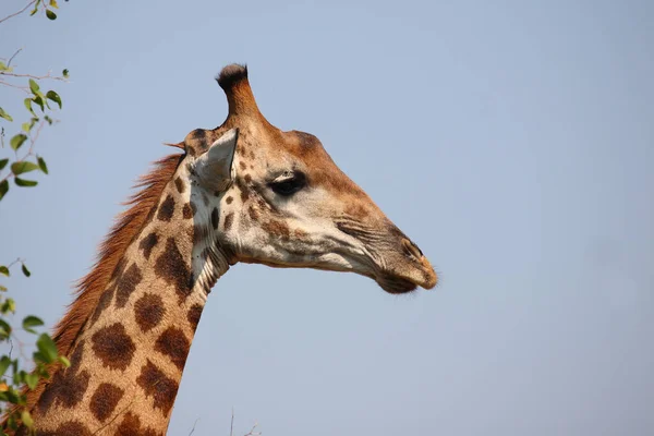 Giraffe Giraffe Giraffa Camelopardalis — Stok fotoğraf