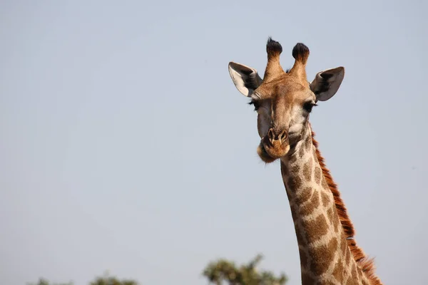 Giraffe Giraffe Giraffa Camelopardalis — Stock Photo, Image