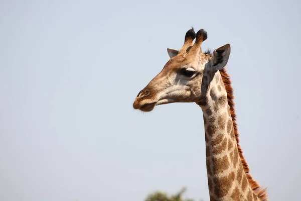 Giraffe Giraffe Giraffa Camelopardalis — 스톡 사진