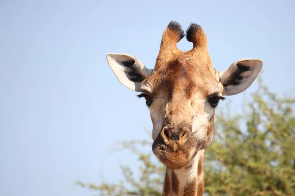 Giraffe Giraffe Giraffa Camelopardalis — 스톡 사진