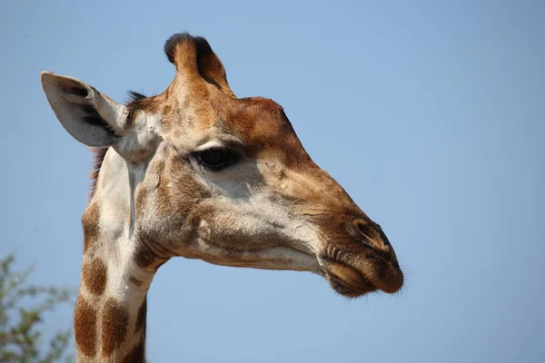 Giraffe Giraffe Giraffa Camelopardalis — 스톡 사진