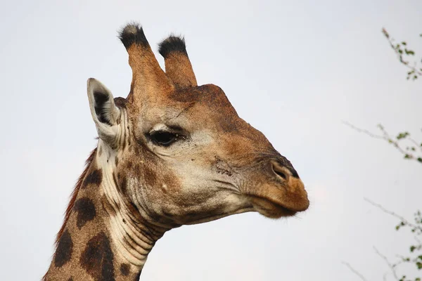 Giraffe Giraffe Giraffa Camelopardalis — 스톡 사진