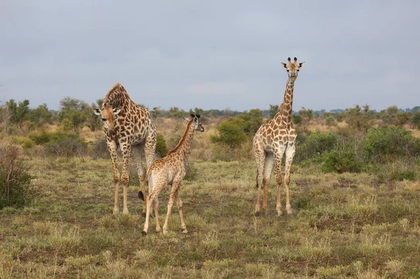 Giraffe Giraffe Giraffa Camelopardalis — Stock Photo, Image