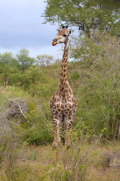 Giraffe Giraffe Giraffa Camelopardalis — стоковое фото