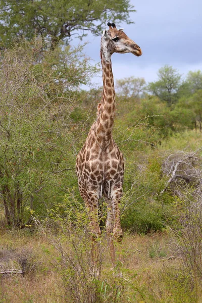 Giraffe Giraffe Giraffa Camelopardalis — ストック写真