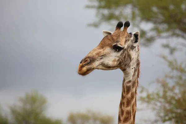 Giraffe Giraffe Giraffa Camelopardalis — 스톡 사진