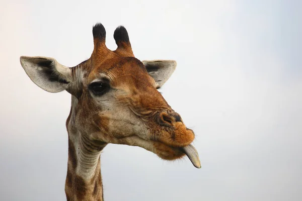 Giraffe Giraffe Giraffa Camelopardalis — 스톡 사진