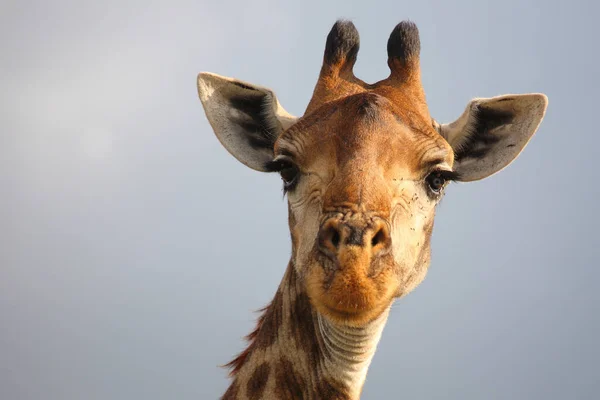 Giraffe Giraffe Giraffa Camelopardalis — 스톡 사진