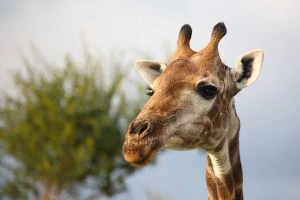 Giraffe Giraffe Giraffa Camelopardalis — 스톡 사진