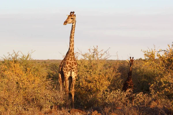 Giraffe Giraffe Giraffa Camelopardalis — стокове фото