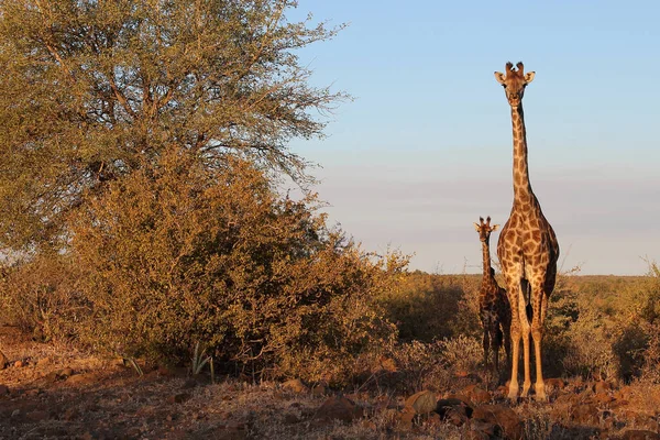 Giraffe Giraffe Giraffa Camelopardalis — стокове фото