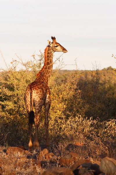 Giraffe Giraffe Giraffa Camelopardalis — Stockfoto