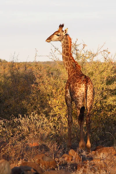 Giraffe Giraffe Giraffa Camelopardalis — Foto Stock