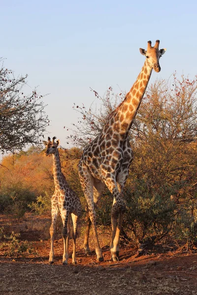 Giraffe Giraffe Giraffa Camelopardalis — Foto de Stock