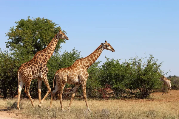 Giraffe Giraffe Giraffa Camelopardalis — Stockfoto