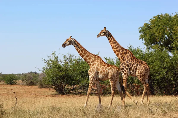 Giraffe Giraffe Giraffa Camelopardalis — Foto de Stock