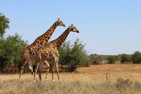 Giraffe Giraffe Giraffa Camelopardalis — Foto de Stock