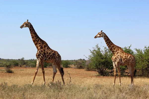 Giraffe Giraffe Giraffa Camelopardalis —  Fotos de Stock