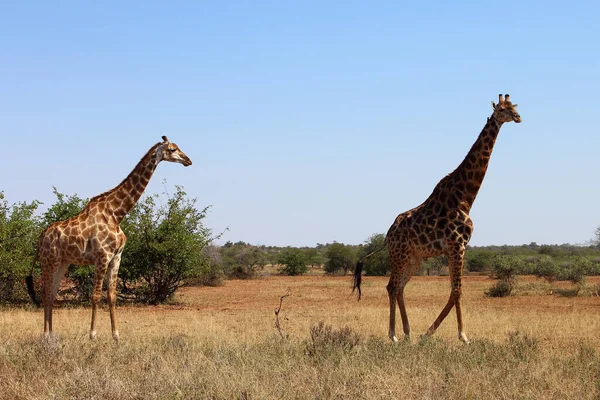 Giraffe Giraffe Giraffa Camelopardalis — Photo