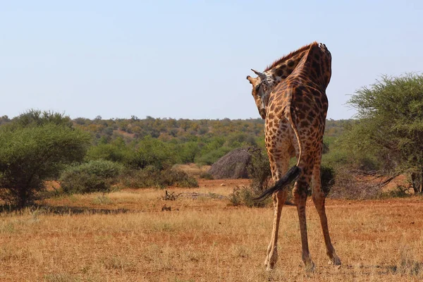 Giraffe Giraffe Giraffa Camelopardalis — Stock Photo, Image