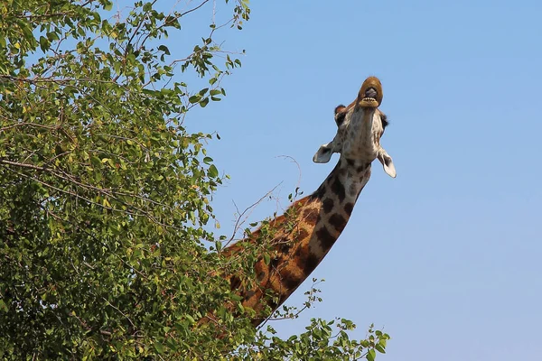 Giraffe Giraffe Giraffa Camelopardalis — 图库照片