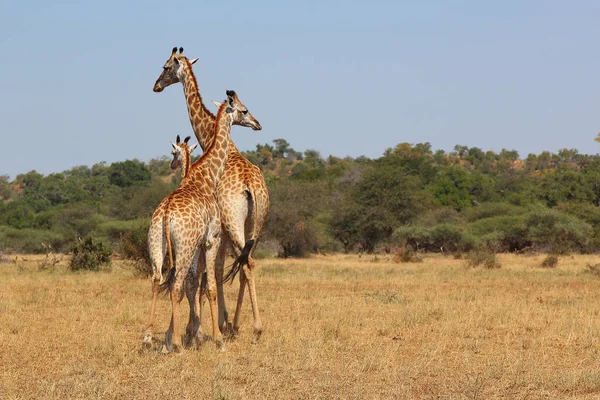 Giraffe Giraffe Giraffa Camelopardalis — Foto de Stock