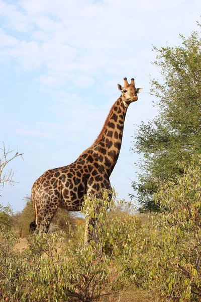 Giraffe Giraffe Giraffa Camelopardalis — Fotografia de Stock