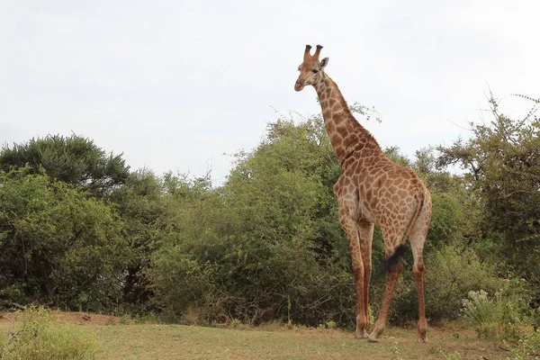 Giraffe Giraffe Giraffa Camelopardalis — Stock fotografie