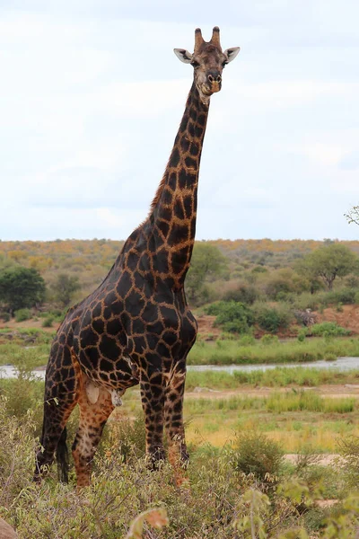 Giraffe Giraffe Giraffa Camelopardalis — Stok fotoğraf