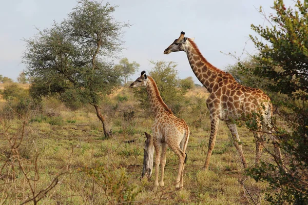 Giraffe Giraffe Giraffa Camelopardalis — Foto Stock