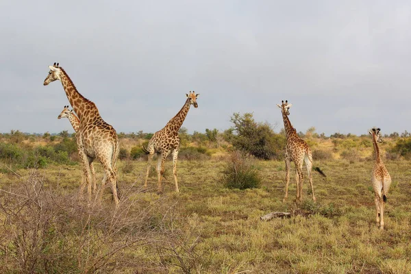 Giraffe Giraffe Giraffa Camelopardalis — Foto de Stock