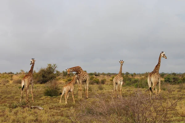 Giraffe Giraffe Giraffa Camelopardalis — Foto de Stock