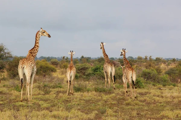 Giraffe Giraffe Giraffa Camelopardalis — стоковое фото