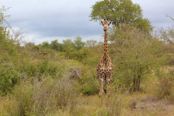 Giraffe Giraffe Giraffa Camelopardalis — ストック写真