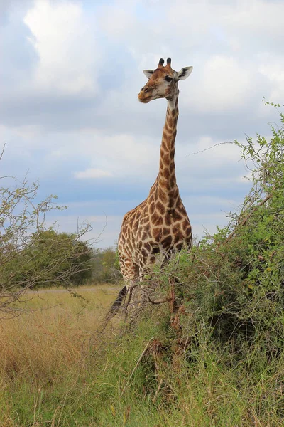 Giraffe Giraffe Giraffa Camelopardalis — Stock Fotó