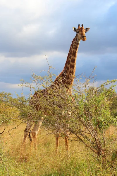 Giraffe Giraffe Giraffa Camelopardalis — Fotografia de Stock