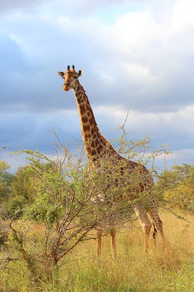 Giraffe Giraffe Giraffa Camelopardalis — Fotografia de Stock