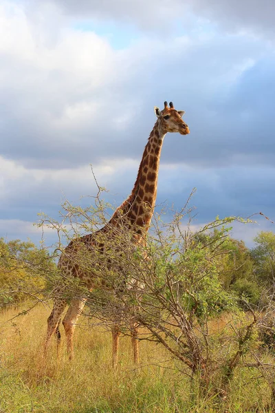 Giraffe Giraffe Giraffa Camelopardalis — Zdjęcie stockowe