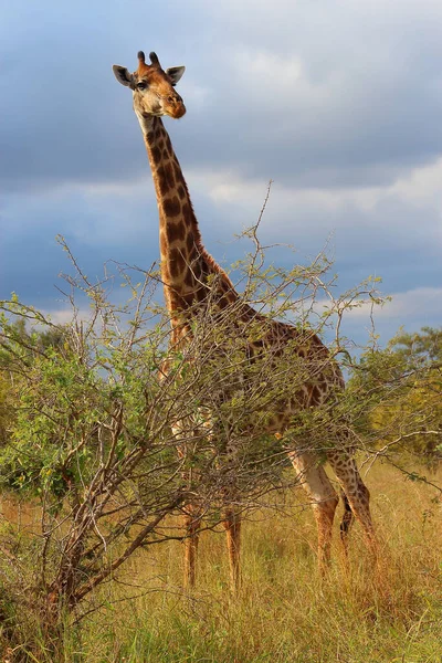 Giraffe Giraffe Giraffa Camelopardalis — Stok fotoğraf