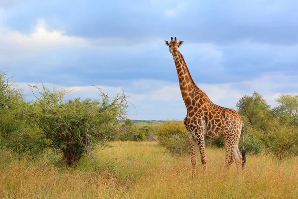 Giraffe Giraffe Giraffa Camelopardalis — Fotografia de Stock