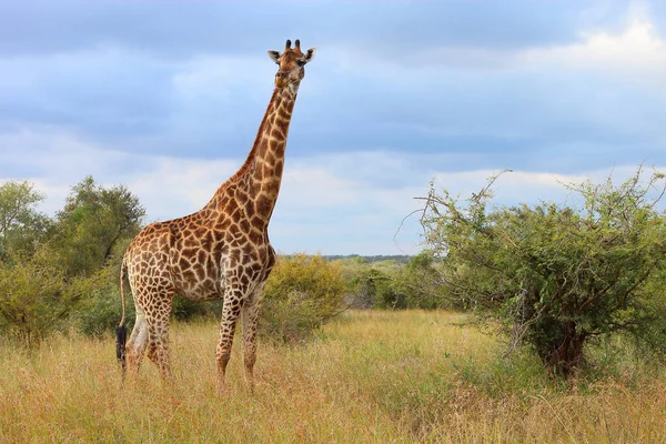 Giraffe Giraffe Giraffa Camelopardalis — Stock Photo, Image