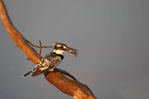 Graufischer Pied Kingfisher Ceryle Rudis —  Fotos de Stock