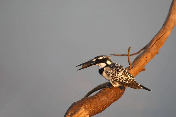 Graufischer Pied Kingfisher Ceryle Rudis — Stockfoto