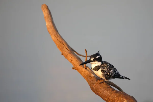 Graufischer Pied Kingfisher Ceryle Rudis — Stockfoto