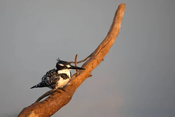 Graufischer Pied Kingfisher Ceryle Rudis — Stockfoto