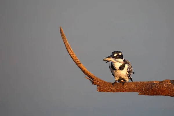 Гризманн Pied Kingfisher Ceryle Rudis — стоковое фото