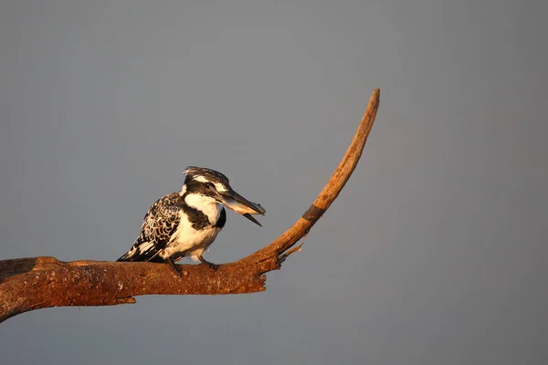 Graufischer Pied Kingfisher Ceryle Rudis — Photo