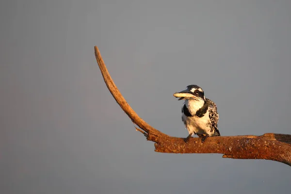 Graufischer Pied Kingfisher Ceryle Rudis — Φωτογραφία Αρχείου