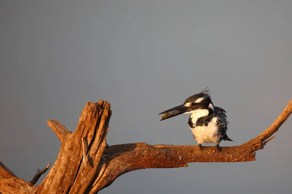Graufischer Pied Kingfisher Ceryle Rudis — Foto de Stock